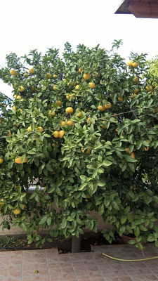 grépfruit fa a kertben-nyami